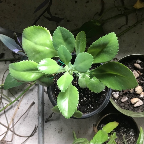 🌱3 LG Kalanchoe Mother of Thousands live Plants - Picture 14 of 16
